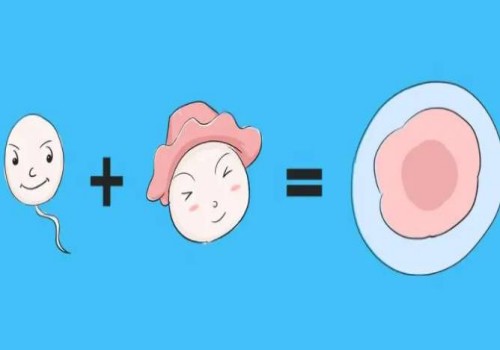 杭州供精代怀：﻿女性有多少个基础卵泡才算正常